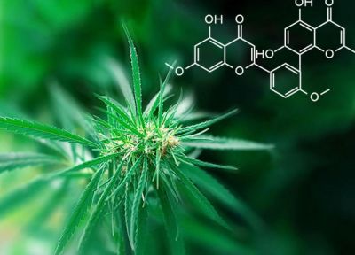 Tips for the application of special resins for extracting and refining plants and removing pesticide residues