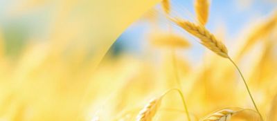 Zengguang Resin Unlocks the Magic of Purifying Fermented Organic Acids